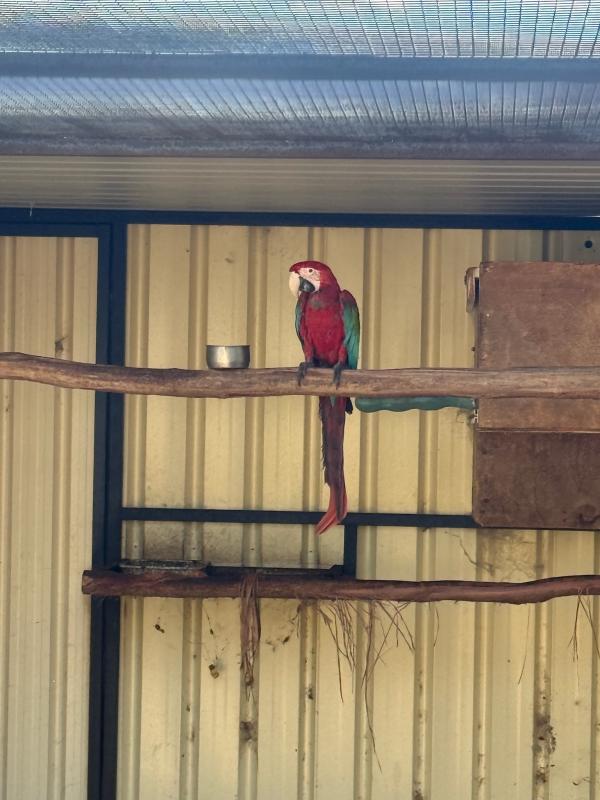 Lost greenwing macaw