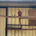 Lost greenwing macaw
