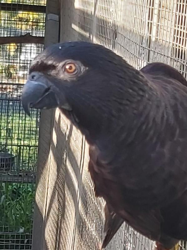 Black Lories