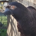 Black Lories