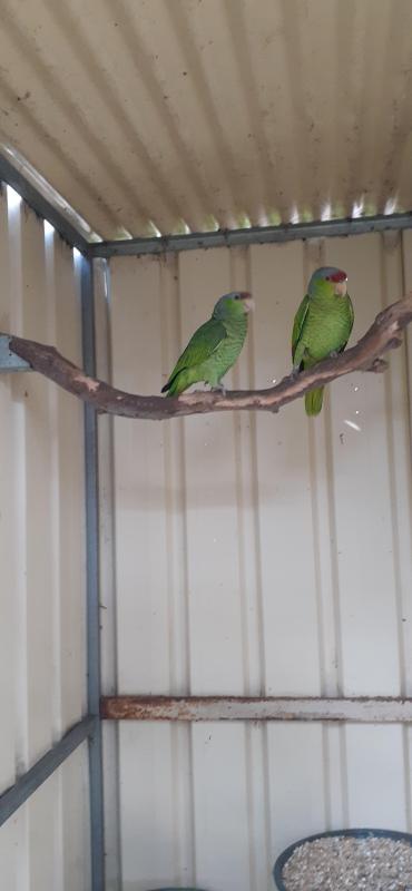 Lilac crown Amazons 4year pair