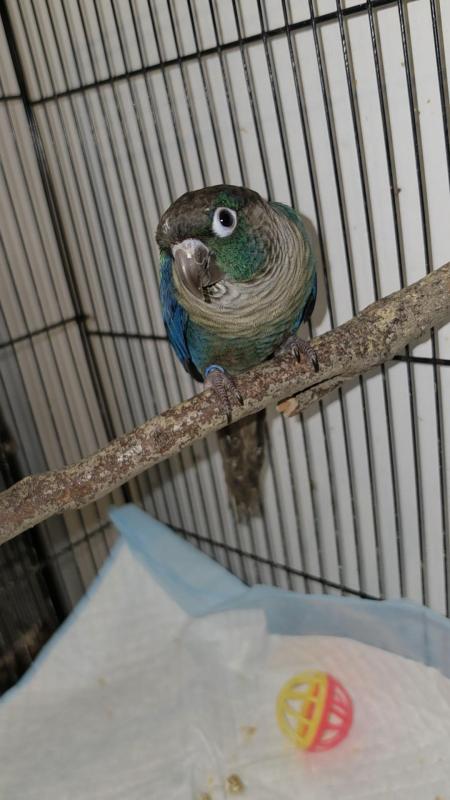 DFVT male conure