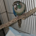 DFVT male conure
