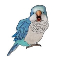 WTB Blue Quaker Hen