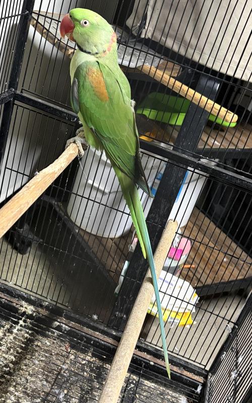 Split lutino Alexandrine Cock bird