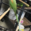 Split lutino Alexandrine Cock bird