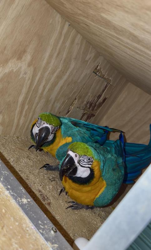 Blue and gold macaw breeding pair
