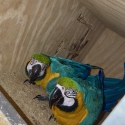Blue and gold macaw breeding pair