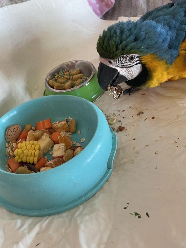 Blue and Gold Macaw