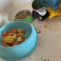 Blue and Gold Macaw