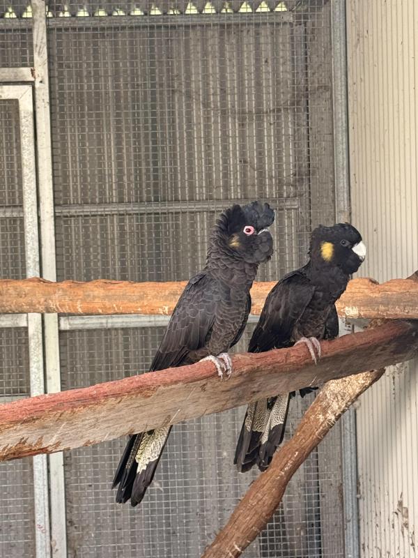 Yellow tail black cockatoo pair