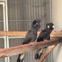 Yellow tail black cockatoo pair