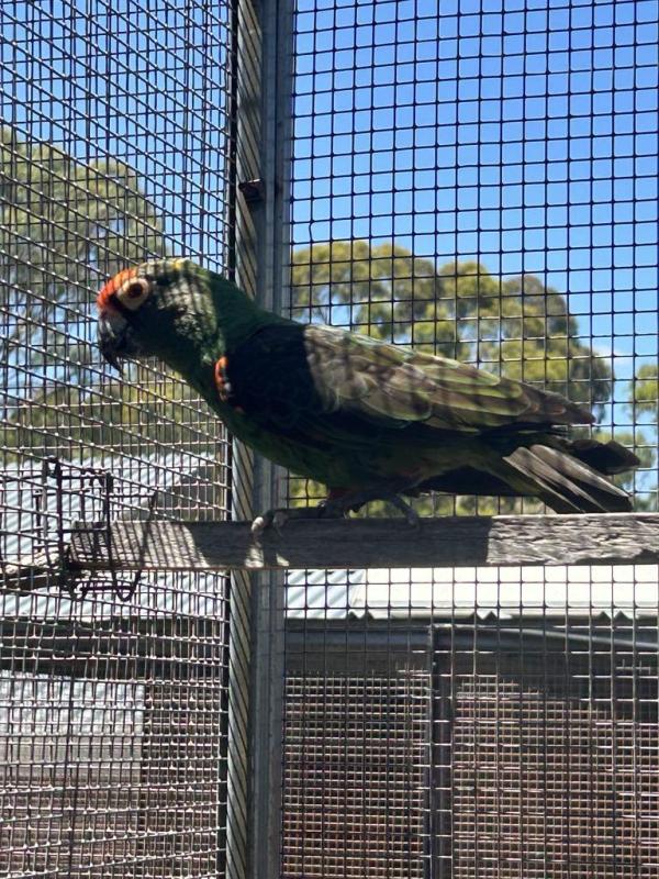 JARDINE BLACK WING COCK