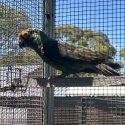 JARDINE BLACK WING COCK