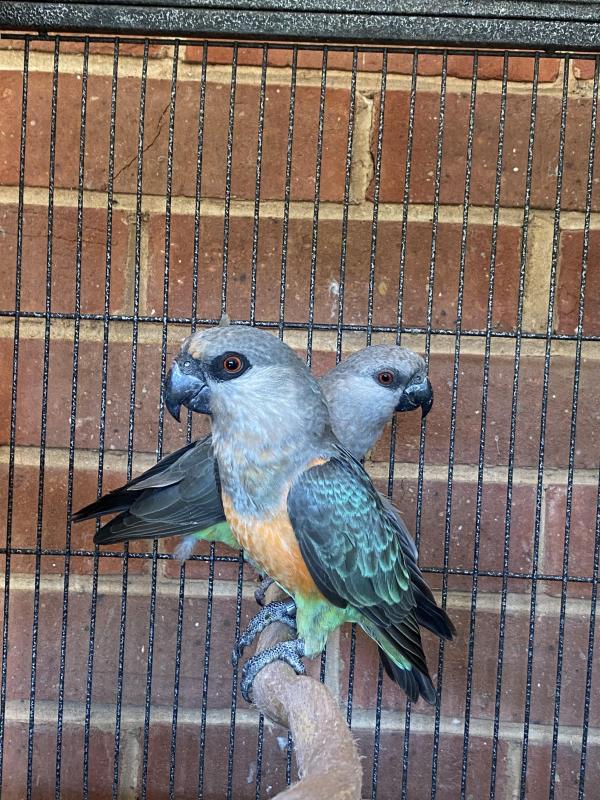 Red bellied parrots