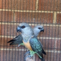 Red bellied parrots