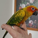 Last one sun conure hand raised