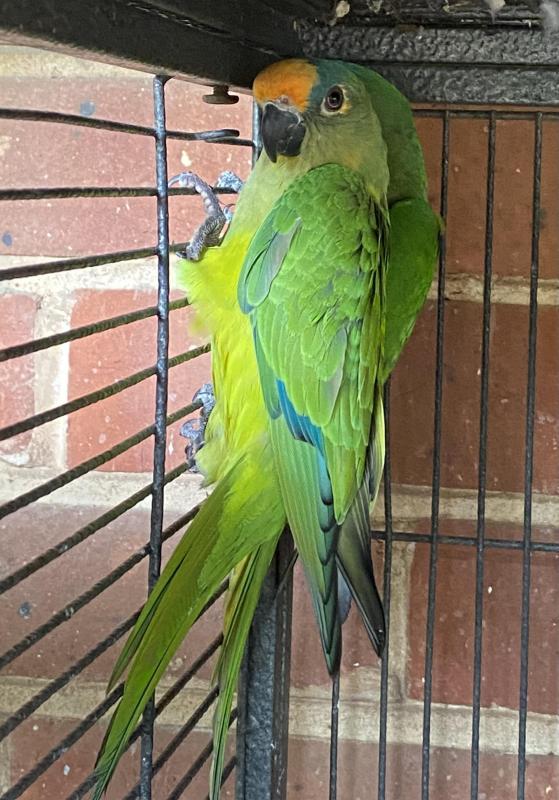 Peach fronted conure cock