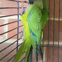 Peach fronted conure cock