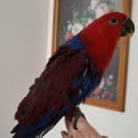 Female eclectus hand raised