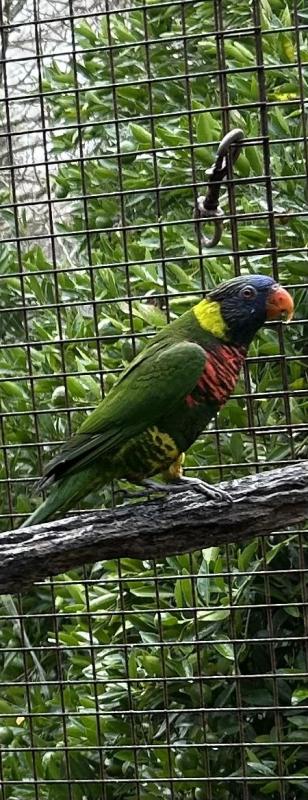 Green nape hen