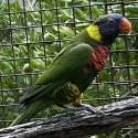 Green nape hen