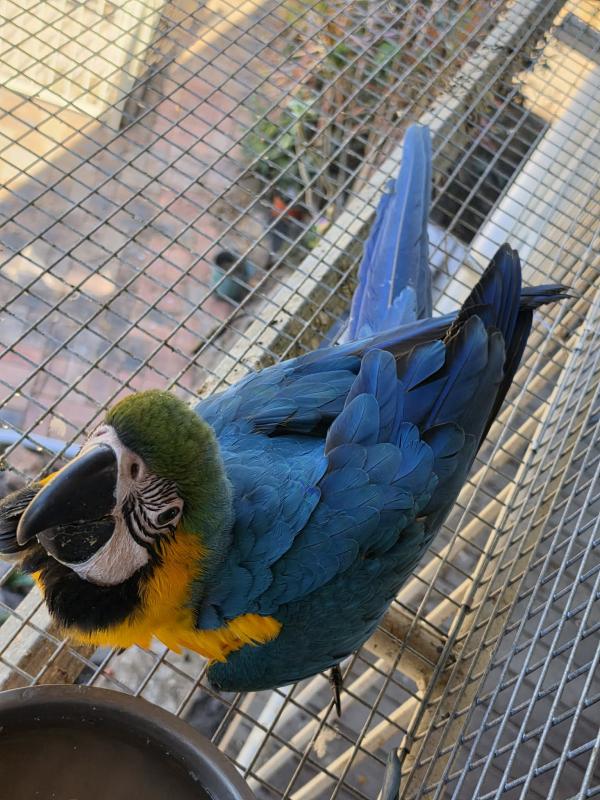 Blue and Gold Macaws