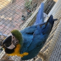 Blue and Gold Macaws