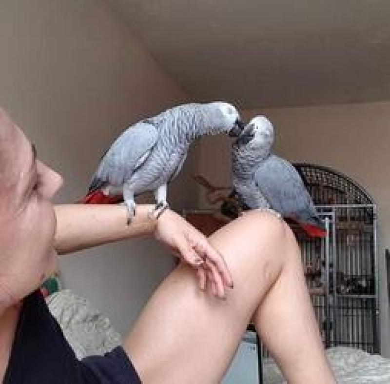African Grey parrots ready for their new home