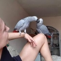 African Grey parrots ready for their new home