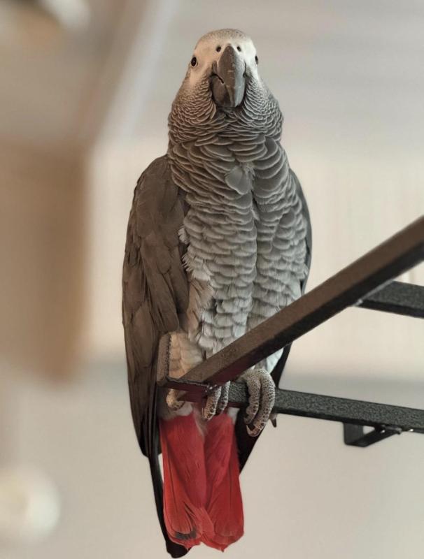 African Grey parrots is a good choice