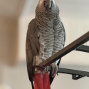 African Grey parrots is a good choice