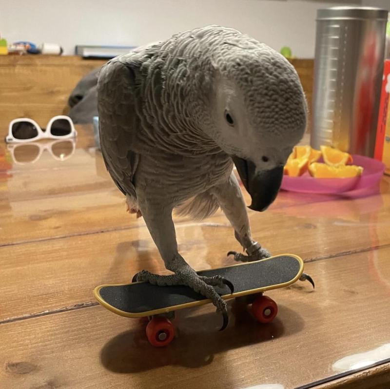 Congo African Grey Parrots