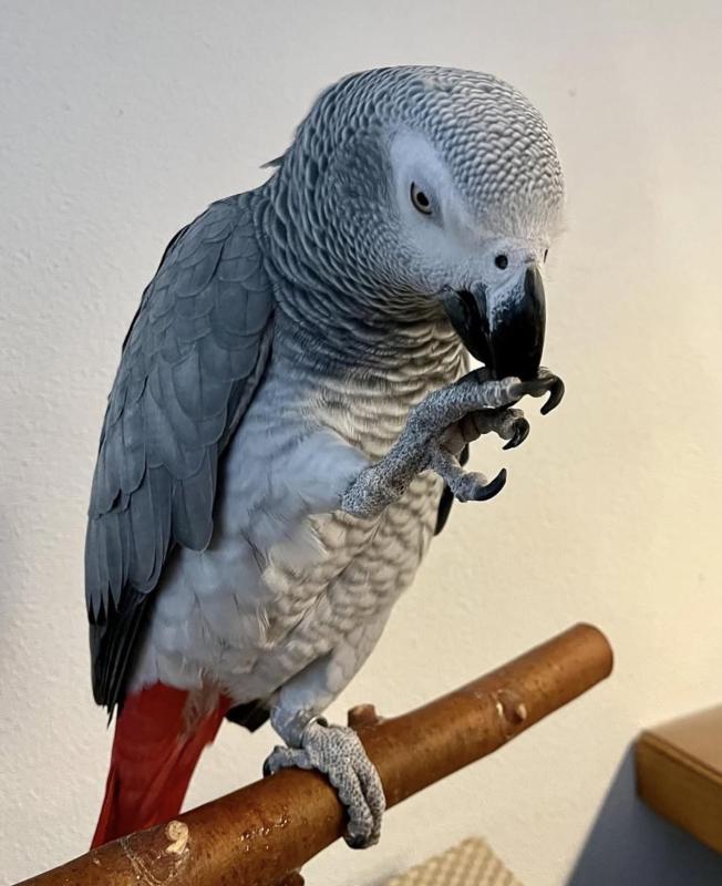 lovely African grey parrots