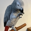 lovely African grey parrots