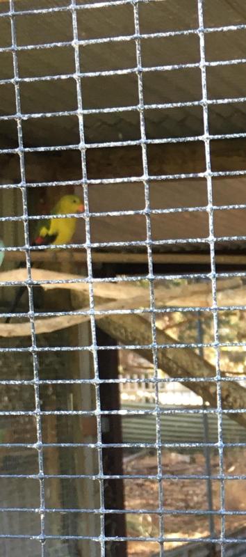 Handraised Regent Parrot Pair