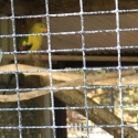 Handraised Regent Parrot Pair