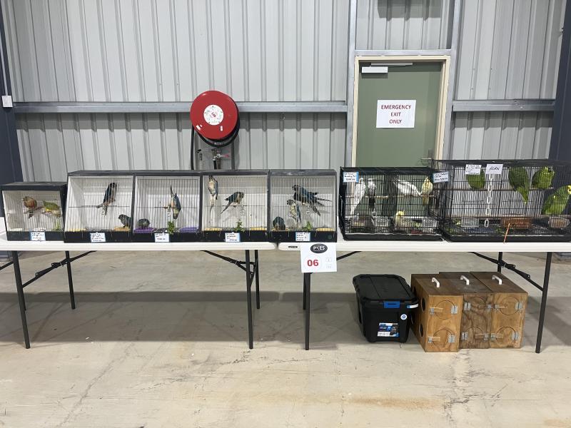 Parrots available at Hawksberry sale