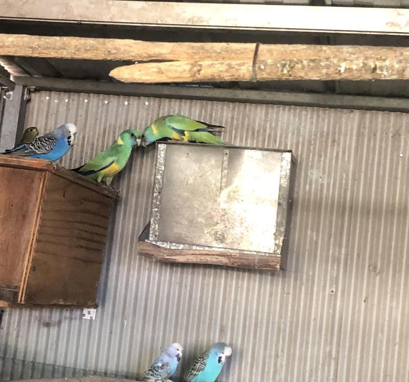 A pair of Cloncurry parrots for sale