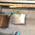 A pair of Cloncurry parrots for sale