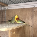 A pair of Redrumps for sale