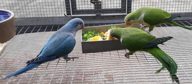 Mature Quaker mutations