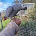 2025 AFRICAN GREYS