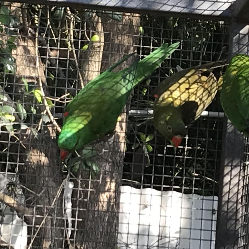 Lorikeets for sale