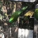 Lorikeets for sale