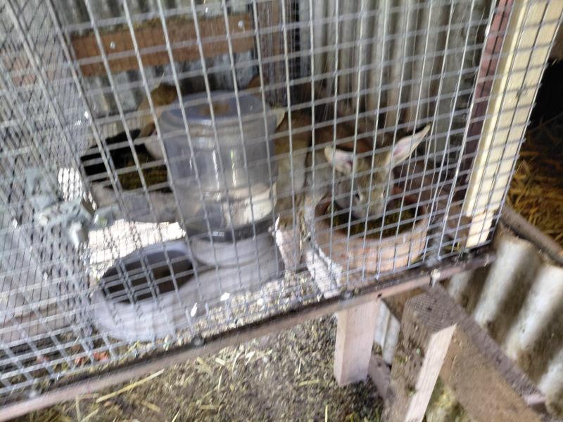 GIANT FLEMISH MEAT RABBITS