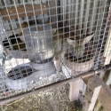 GIANT FLEMISH MEAT RABBITS
