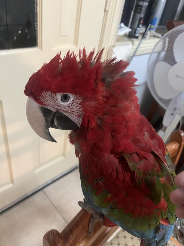 Hand raised green wings macaw