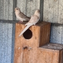 Red rump parrots for sale
