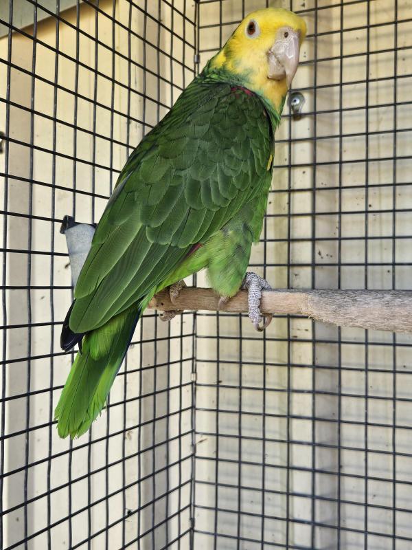 Double Yellow Headed Amazon